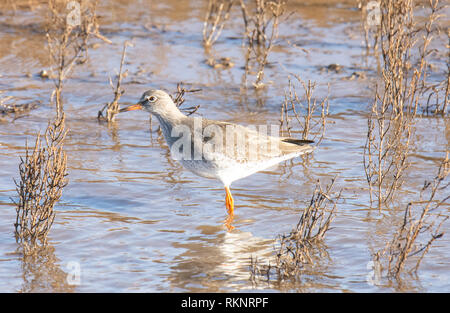 Redshank guadare attraverso una palude salata in cerca di cibo. Foto Stock