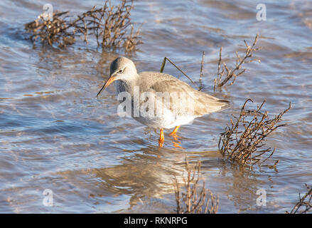 Redshank guadare attraverso una palude salata in cerca di cibo. Foto Stock