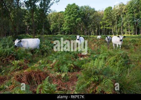 Parco bianco bovini tra Bracken Pteridium aquilinum comune gancio Hampshire e dell' Isola di Wight Wildlife Trust Reserve in prossimità del gancio Hampshire Inghilterra UK AU Foto Stock