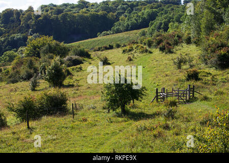 Broughton giù Hampshire e dell' Isola di Wight Wildlife Trust Reserve vicino a Broughton Hampshire Inghilterra UK Luglio 2016 Foto Stock