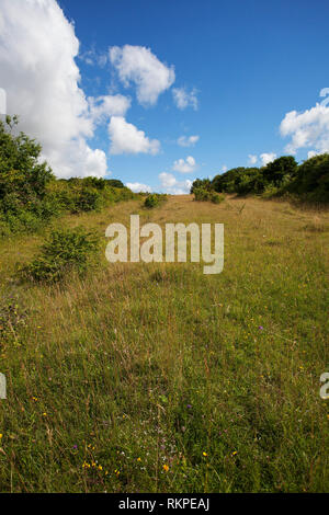 Broughton giù Hampshire e dell' Isola di Wight Wildlife Trust Reserve vicino a Broughton Hampshire Inghilterra UK Luglio 2016 Foto Stock