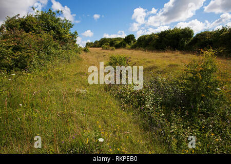 Broughton giù Hampshire e dell' Isola di Wight Wildlife Trust Reserve vicino a Broughton Hampshire Inghilterra UK Luglio 2016 Foto Stock