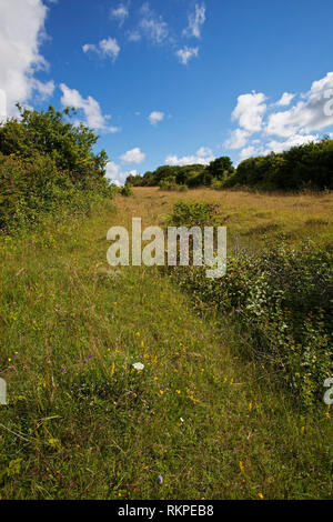 Broughton giù Hampshire e dell' Isola di Wight Wildlife Trust Reserve vicino a Broughton Hampshire Inghilterra UK Luglio 2016 Foto Stock