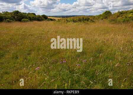 Broughton giù Hampshire e dell' Isola di Wight Wildlife Trust Reserve vicino a Broughton Hampshire Inghilterra UK Luglio 2016 Foto Stock