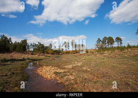 Restaurata nel flusso Slufters Inclosure New Forest National Park Hampshire REGNO UNITO Inghilterra Aprile 2016 Foto Stock