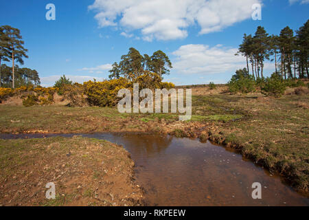 Restaurata nel flusso Slufters Inclosure New Forest National Park Hampshire REGNO UNITO Inghilterra Aprile 2016 Foto Stock