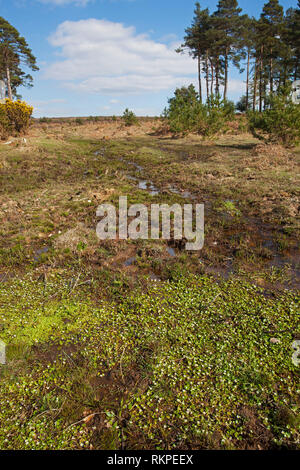 Restaurata nel flusso Slufters Inclosure New Forest National Park Hampshire REGNO UNITO Inghilterra Aprile 2016 Foto Stock