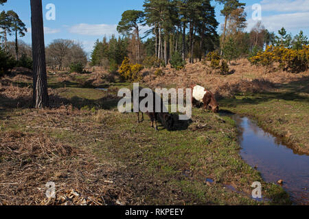 Bestiame accanto a flusso ripristinato in Slufters Inclosure New Forest National Park Hampshire REGNO UNITO Inghilterra Aprile 2016 Foto Stock