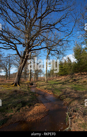 Oak Quercus robur accanto a flusso ripristinato in Slufters Inclosure New Forest National Park Hampshire REGNO UNITO Inghilterra Aprile 2016 Foto Stock