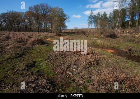 Restaurata nel flusso Slufters Inclosure New Forest National Park Hampshire REGNO UNITO Inghilterra Aprile 2016 Foto Stock