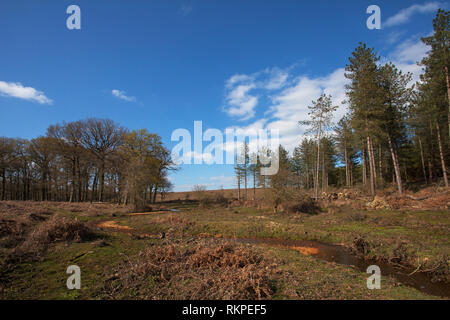 Restaurata nel flusso Slufters Inclosure New Forest National Park Hampshire REGNO UNITO Inghilterra Aprile 2016 Foto Stock