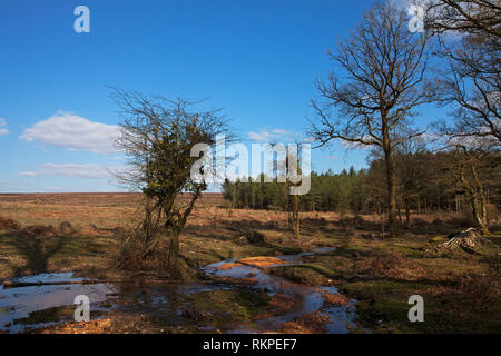 Restaurata nel flusso Slufters Inclosure New Forest National Park Hampshire REGNO UNITO Inghilterra Aprile 2016 Foto Stock