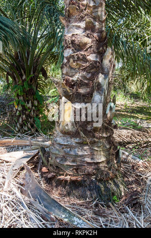 Ganoderma boninense come il principale agente patogeno che interessa e uccidere l'olio Palm tree a Sabah Borneo Malese Foto Stock