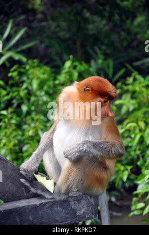 La proboscide di scimmia (Nasalis larvatus) aka a becco lungo, scimmia o Bekantan in Indonesia o Bayau a Sabah, è una vecchia scimmia che è endemica del sou Foto Stock