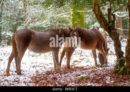 Close-up immagine di New Forest pony di pascolare su Holly e Bracken nella neve, nei boschi della New Forest National Park, Hampshire, Inghilterra, Regno Unito Foto Stock