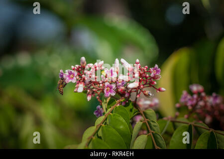 Close up Carambole fiore con bee blur sullo sfondo, Averrhoa carambola L Foto Stock