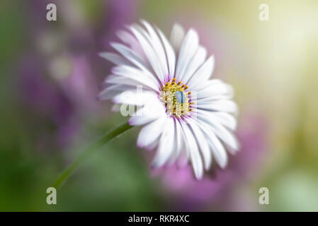 Close-up immagine della bella Osteospermum barberiae noto anche come il Cape Daisy, una fioritura estiva pianta perenne Foto Stock