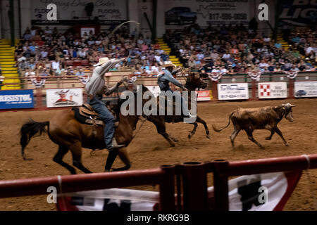 Cowboy americani facendo di vitello o di funi di ancoraggio in corrispondenza di funi rodeo in Cowtown Coliseum, arena di stockyards di Forth Worth, Texas, Stati Uniti d'Am Foto Stock