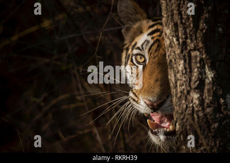 Samrat, Royal tigre del Bengala, Panthera tigri, Bandhavgarh Riserva della Tigre, Madhya Pradesh, India Foto Stock