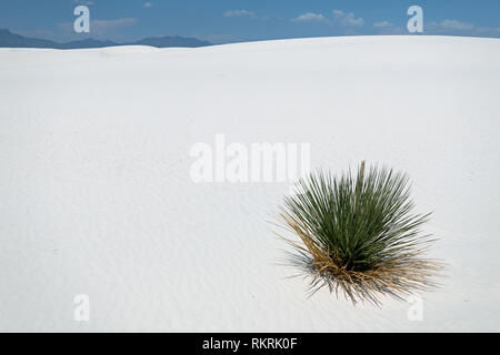 Dune con soaptree yucca (Yucca elata) piante sulla sabbia a White Sands National Monument in Nuovo Messico, Stati Uniti d'America. American park natura, Foto Stock