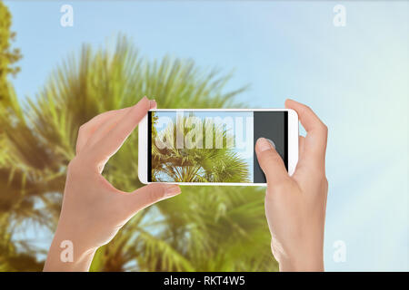 Un uomo è fare una foto di di lussureggianti palme sotto il cielo blu in condizioni di intensa luce solare estiva su un telefono cellulare Foto Stock