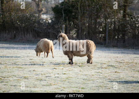 Pecora in piedi in un campo di pupazzo di neve nelle prime ore del mattino con il sole che splende la colata di piccole ombre. Foto Stock