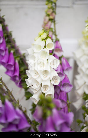 Bouquet di fiori di campo - foxglove contro lo sfondo della vecchia porta bianca Foto Stock