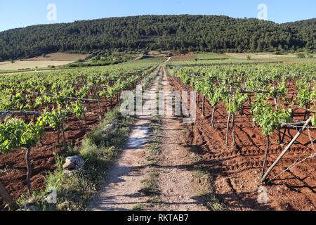 Puglia vigna - la vinificazione regione nella provincia di Bari, Italia. Foto Stock