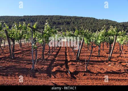 Puglia vigna - la vinificazione regione nella provincia di Bari, Italia. Foto Stock