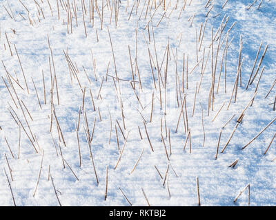 Un abstract immagine modello di graminacee inserimenti fuori della neve. Foto Stock