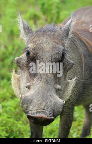 Ritratto di un Warthog Phacochoerus africanus in Mole NP, Ghana Foto Stock