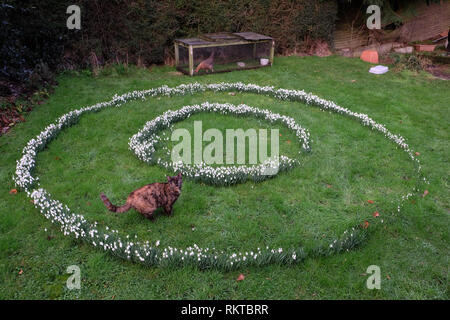 Snowdrops in cerchi concentrici, con cat & pollo, nella contea di Antrim. Foto Stock