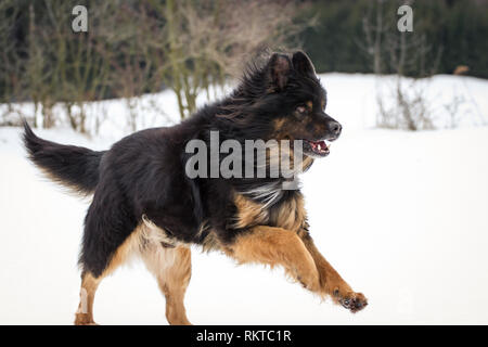 Il vecchio pastore tedesco cane che corre nella neve Foto Stock