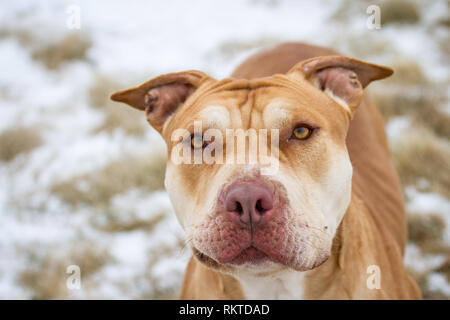 Buca di lavoro Bulldog / American Bully ritratto Foto Stock