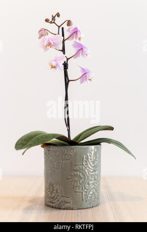 Orchidea rosa pianta in vaso grigio contro il muro bianco Foto Stock