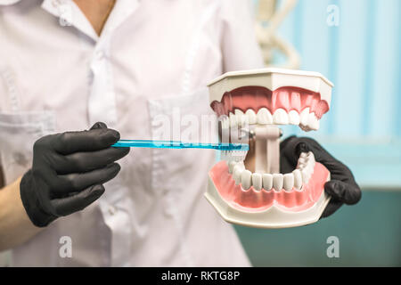 Dentista che mostra come pulire i denti. Foto Stock