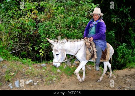 Pastore a Yanama - Parco Nazionale HUASCARA. Dipartimento di Ancash.PERÙ Foto Stock