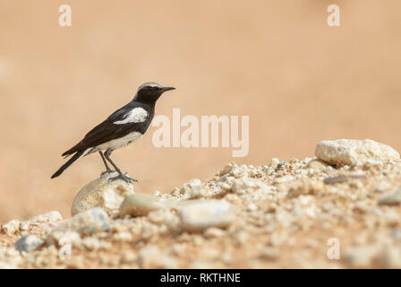 Montagna - Chat Myrmecocichla monticola, bellissimo uccello palissonatrice da Southern African giardini e cespugli, Sossusvlei, Namibia. Foto Stock