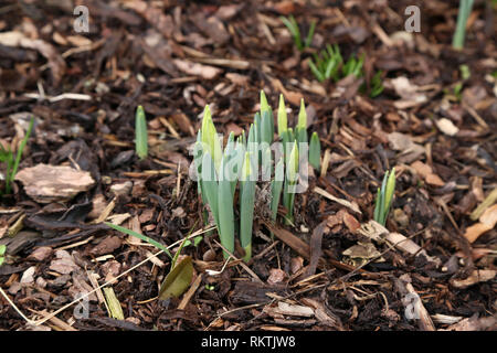 The first shoots of daffodils in the garden at home. Foto Stock
