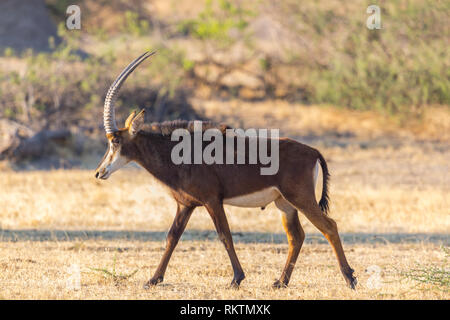 Chiudi vista laterale il portrait natural Sable Antelope (hippotragus niger) nella savana Foto Stock