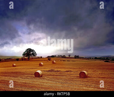 Una tarda estate vista di un campo di raccolta in Northumberland, Inghilterra. Foto Stock