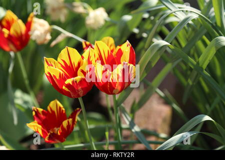Tulipani - bellissimi fiori di primavera di colori diversi Foto Stock