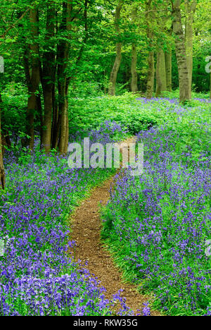 In Bluebells Hagbourne Copse, Swindon, Wiltshire, Regno Unito potrebbero. Wiltshire Wildlife Trust riserva naturale Foto Stock