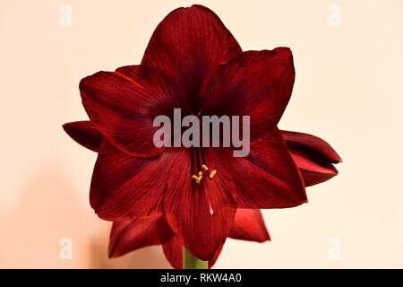 Vista dettagliata del Amaryllis Perla Nera Foto Stock