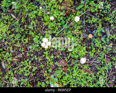 Piccoli funghi con piante e rami sfondo texture Foto Stock