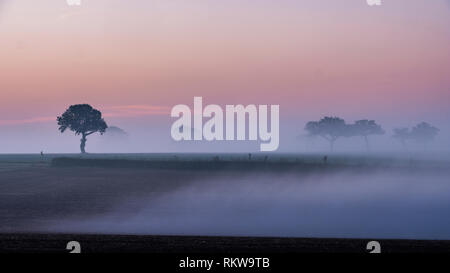 La nebbia si sposta attraverso il paesaggio Suffolk all'alba. Foto Stock