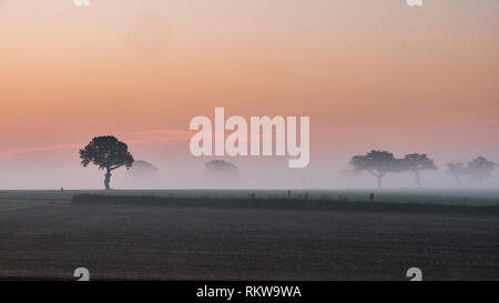 La nebbia si sposta attraverso il paesaggio Suffolk all'alba. Foto Stock