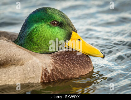 Mallard drake che mostra la sua gloriosa testa colorati. Foto Stock