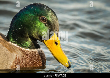 Mallard drake che mostra la sua gloriosa testa colorati. Foto Stock