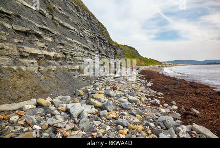 I Calcari del Lias blu (Hettangian a Sinemurian età) sulla Monmouth spiaggia della Baia di Chippel. Il West Dorset. Inghilterra Foto Stock